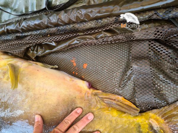 Boilies
